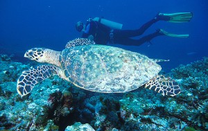 Gulf of Thailand Diving Sites